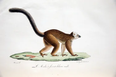 Lemur de cabeza blanca, de Histoire Naturelle des Mammifères, con figuras originales, por Étienne Geoffroy Saint-Hilaire y Frédéric Cuvier, 1824-42